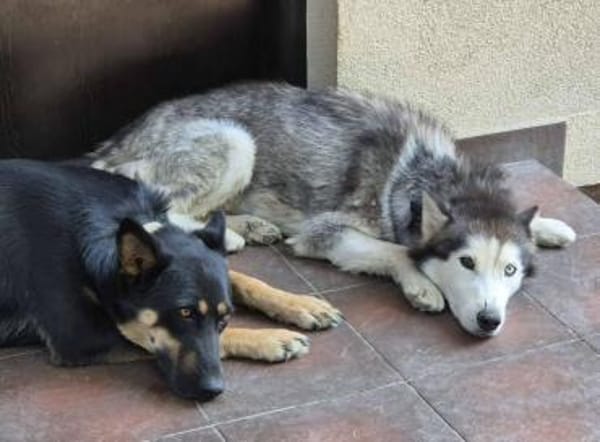 Rust, lieber Husky sucht neues Zuhause