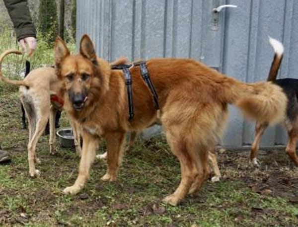 Sudan, lernfreudig, offen, neugierig