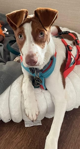 Jalo ein kleiner Podencojunge