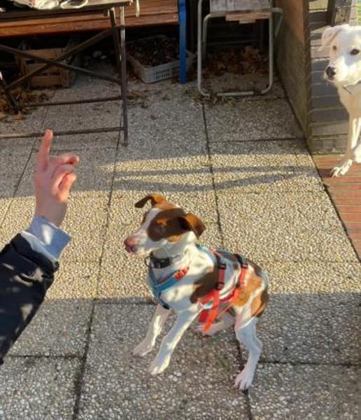 Jalo ein kleiner Podencojunge