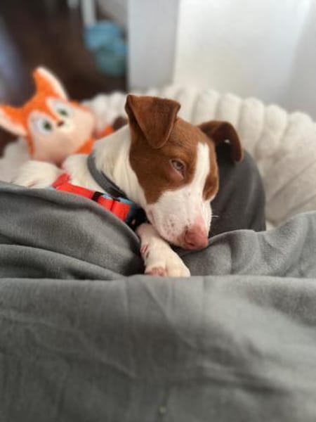 Jalo ein kleiner Podencojunge