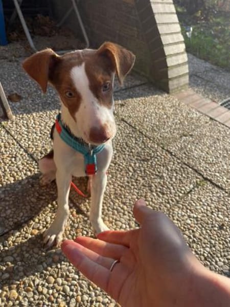 Jalo ein kleiner Podencojunge