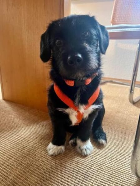 PENNY -Rundum tolles Hundekind-