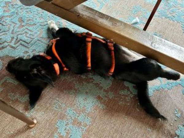 PENNY -Rundum tolles Hundekind-