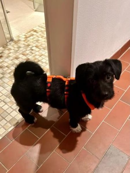 PENNY -Rundum tolles Hundekind-