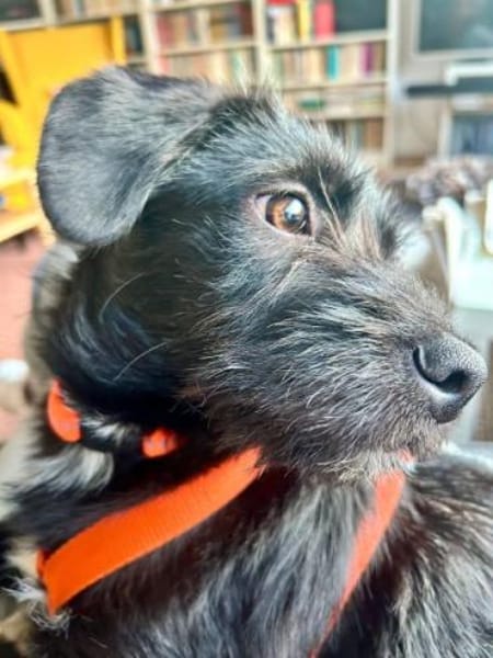 PENNY -Rundum tolles Hundekind-