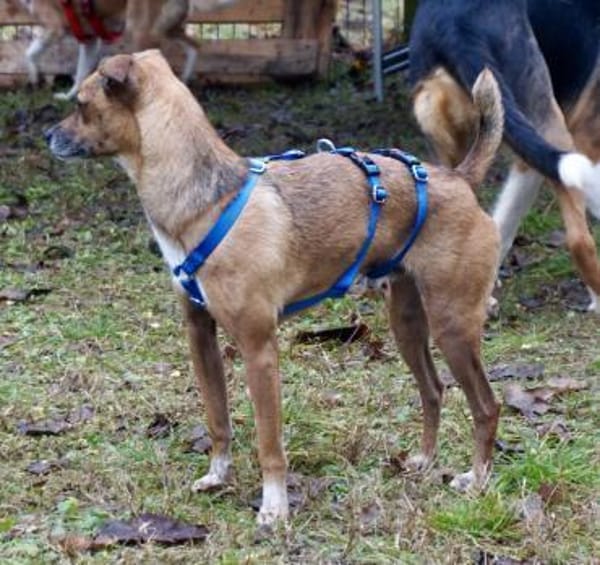 Floki, offen, freundlich, klug