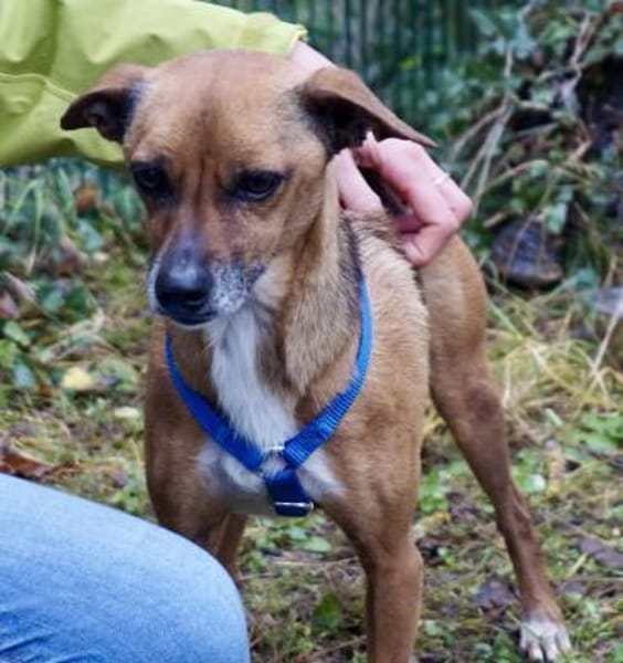 Floki, offen, freundlich, klug