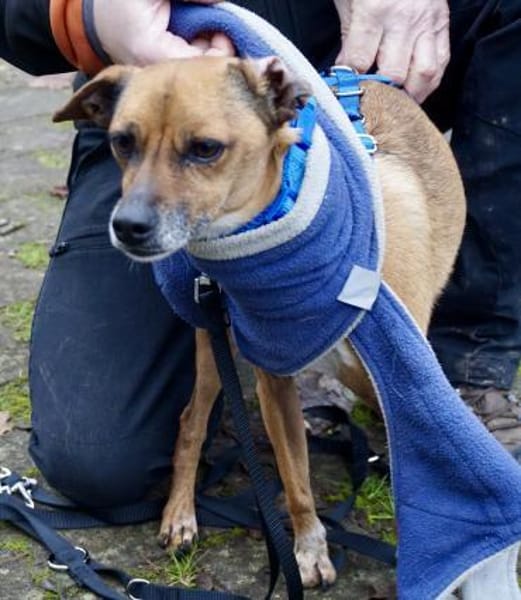 Floki, offen, freundlich, klug