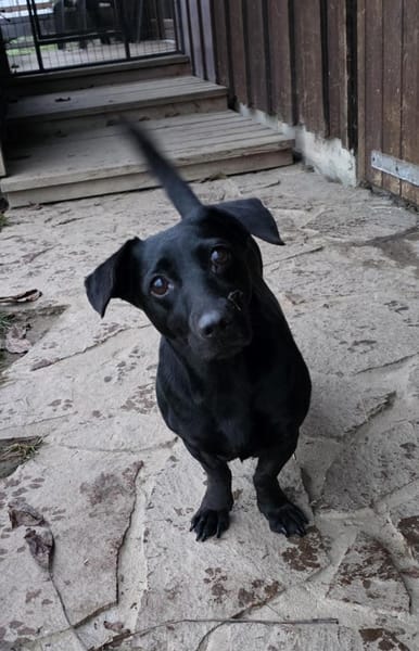 Bezaubernde rüstige Seniorin Manyka