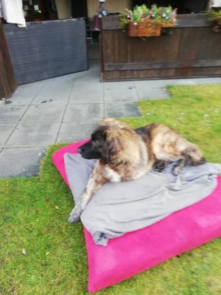 Bobi auf Pflegestelle in 29594