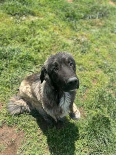 Bobi auf Pflegestelle in 29594