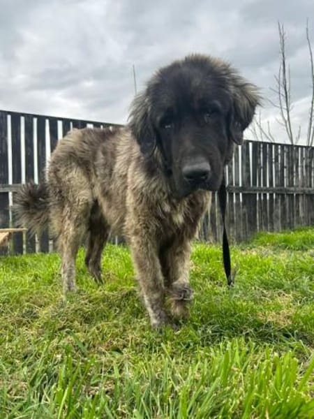 Bobi auf Pflegestelle in 29594