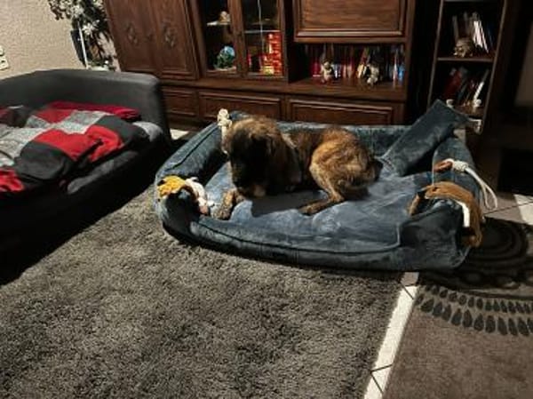 Bobi auf Pflegestelle in 29594