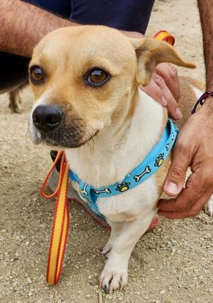 Leo, verspielt, agil, lernfreudig