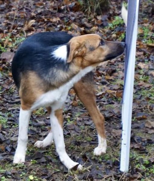 Hooker, agil, verspielt, neugierig