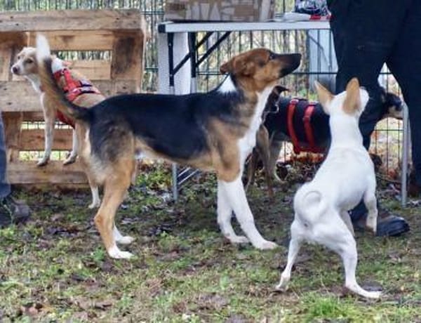 Hooker, agil, verspielt, neugierig