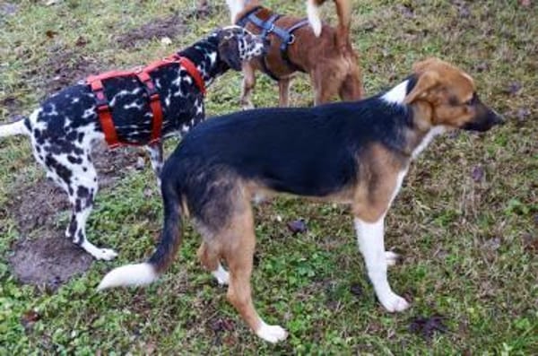 Hooker, agil, verspielt, neugierig