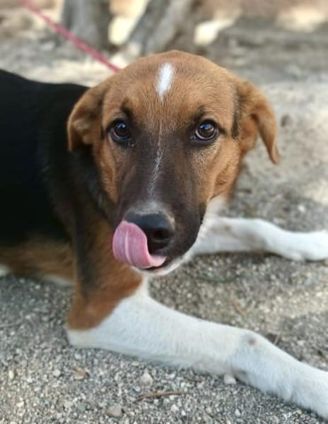 Hooker, agil, verspielt, neugierig