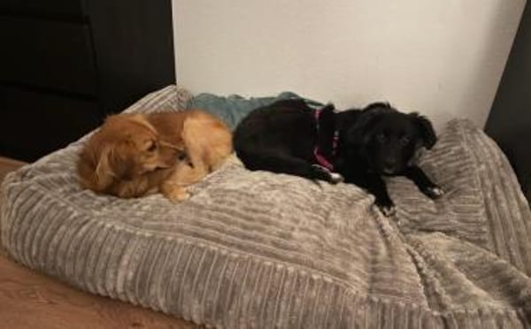 Wer kann der kleinen Frieda helfen?