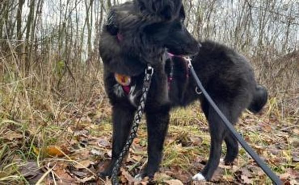 Wer kann der kleinen Frieda helfen?