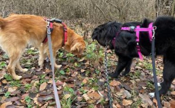 Wer kann der kleinen Frieda helfen?