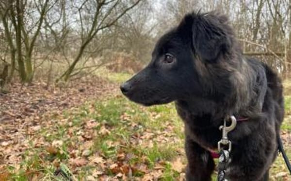 Wer kann der kleinen Frieda helfen?