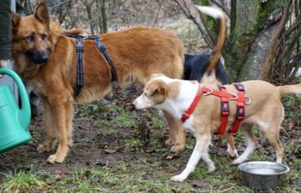 Sudan, lernfreudig, offen, freundlich