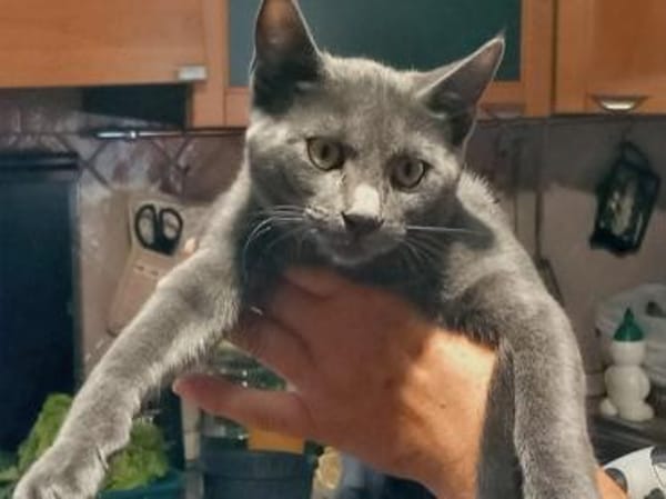 Möchte Ihre Familie Silver aufnehmen?