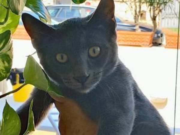 Möchte Ihre Familie Silver aufnehmen?