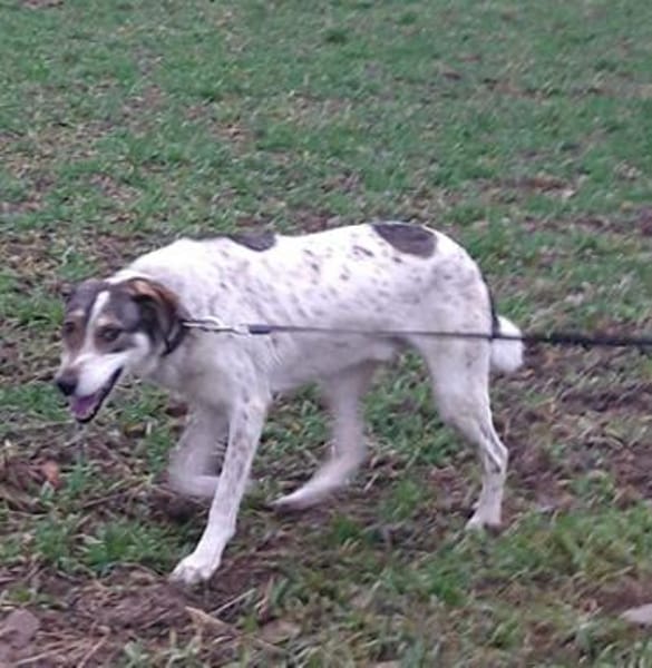 Elric ist ein wunderbarer, offener Hund!