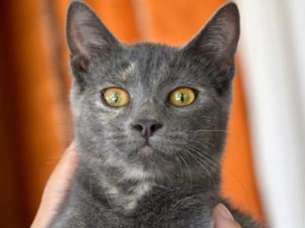 Hübsche Sally sucht Zuhause