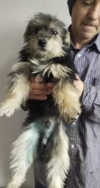 Benjamin 34 cm (Pflegestelle)