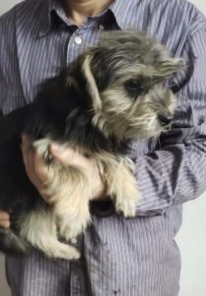 Benjamin 34 cm (Pflegestelle)