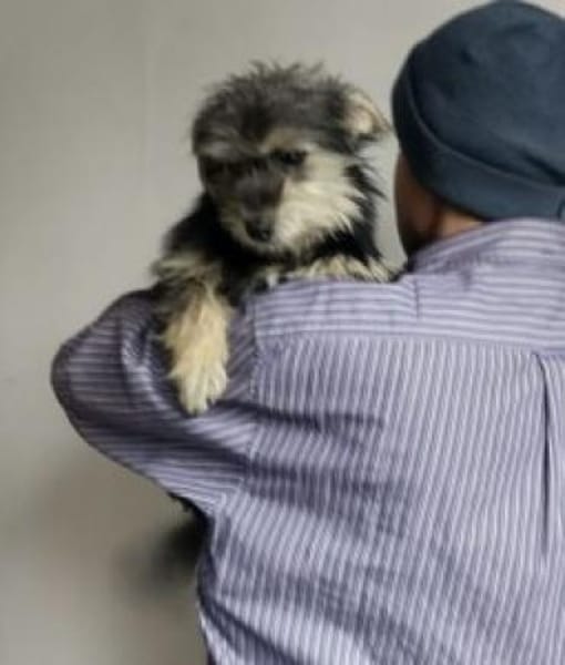 Benjamin 34 cm (Pflegestelle)