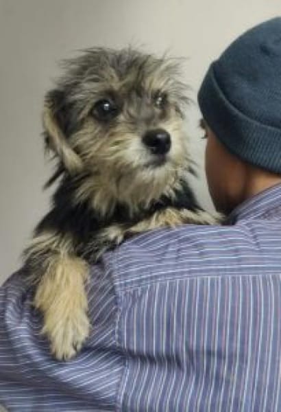 Benjamin 34 cm (Pflegestelle)