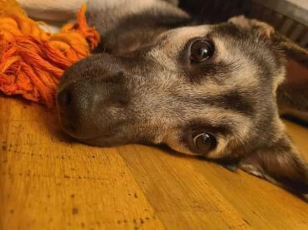 San - Die Feinfühlige