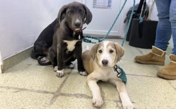 Unsere süße Dragosch