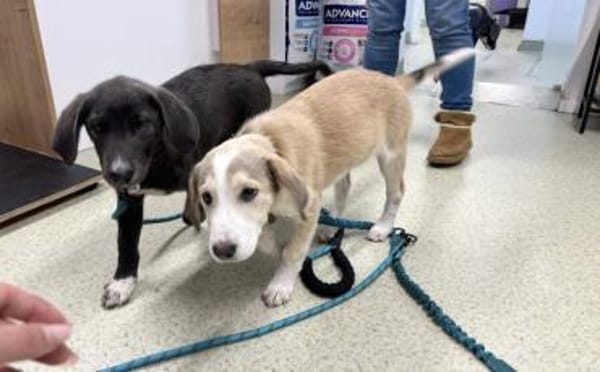 Unsere süße Dragosch