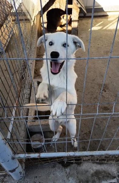 Stella, lieb, treu und freundlich