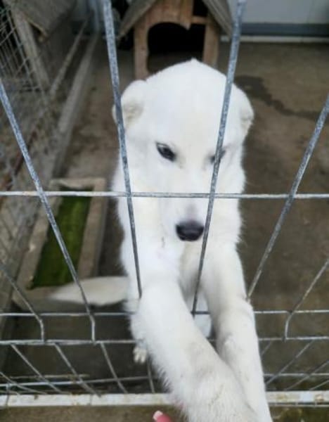 Stella, lieb, treu und freundlich