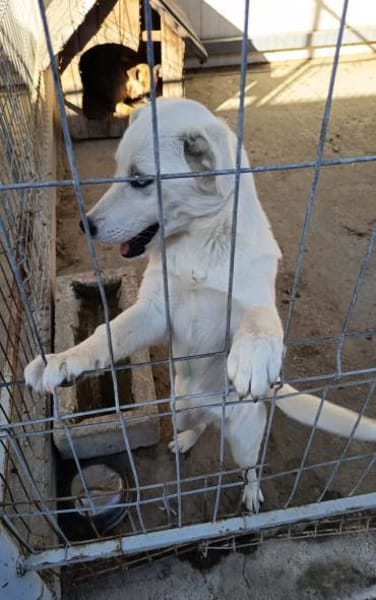 Stella, lieb, treu und freundlich