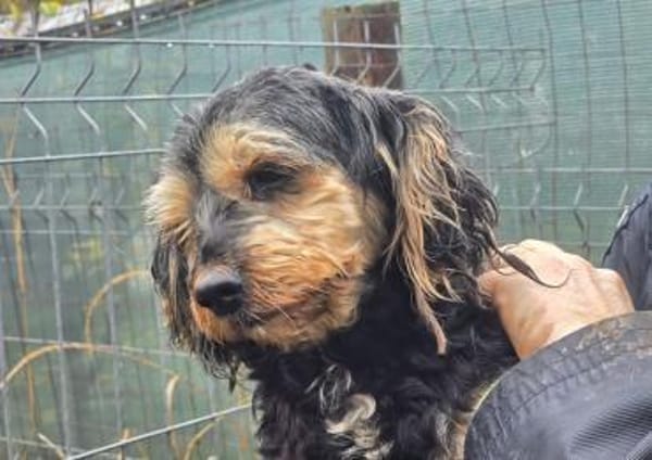 Freundliche Feline sucht Familie