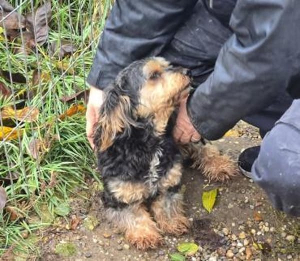 Freundliche Feline sucht Familie