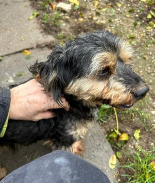 Freundliche Feline sucht Familie