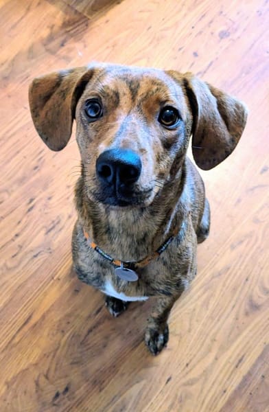 🧡Emilia - in Deutschland auf Pflege