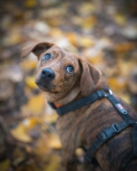 🧡Emilia - in Deutschland auf Pflege