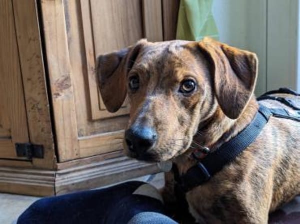 🧡Emilia - in Deutschland auf Pflege