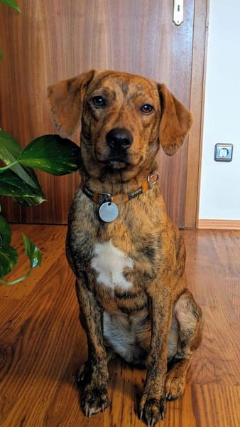 🧡Emilia - in Deutschland auf Pflege