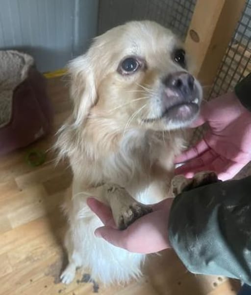 LEO - in 49406 Eydelstedt